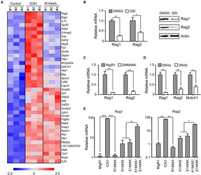 Genome-Wide Analysis Identifies Rag1 and Rag2 as Novel Notch1 Transcriptional Targets in Thymocytes